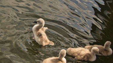 Göldeki kuğu yavruları. Küçük tüylü kuşlar. Yumuşak tüylü olanlar gölde yüzer.