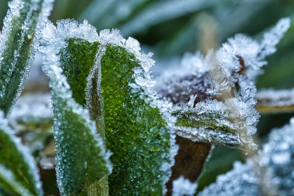 Isdaggdroppar Växternas Blad Och Gräs Vinter Och Sval Säsong — Stockfoto