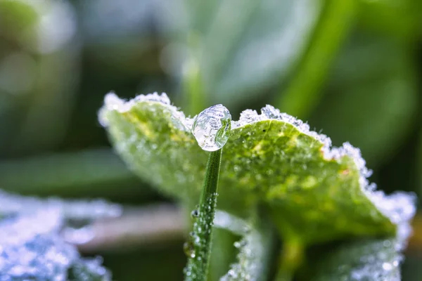 Παγωμένες Σταγόνες Δροσιάς Φύλλα Φυτών Και Γρασίδι Χειμώνας Και Δροσερή — Φωτογραφία Αρχείου