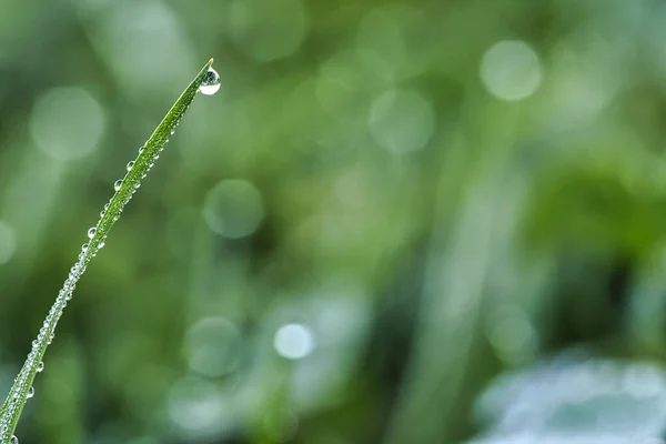 Dew Drops Blade Grass Meadow Warm Light Atmosphere Morning — Stock Photo, Image