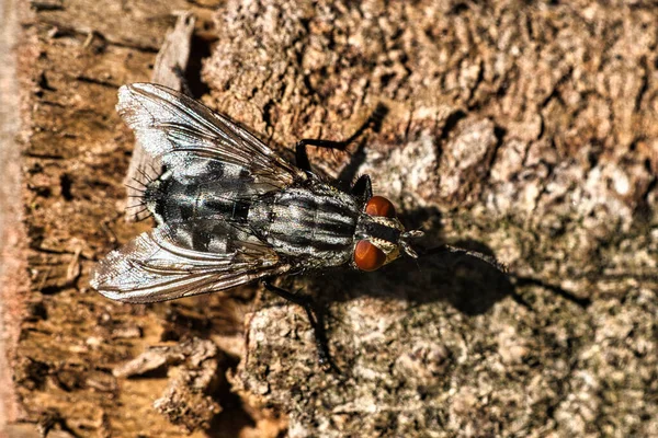 Vlieg Een Boomstam Macro Dierenschot — Stockfoto