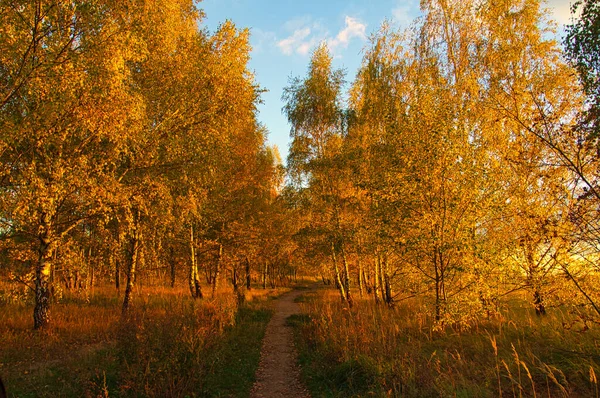 Березовый Лес Окраине Берлина Осенью Цветные Теплые Осенние Настроения — стоковое фото