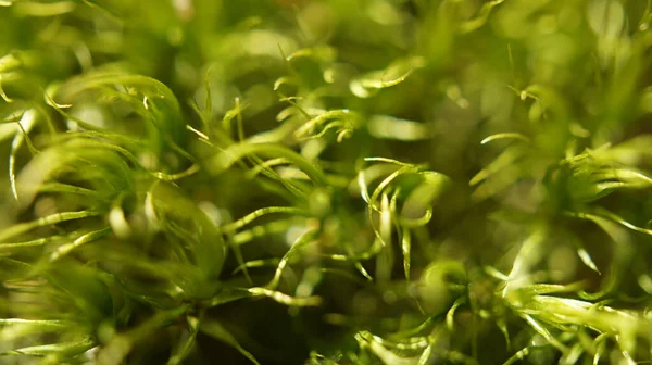 Moos Als Hintergrund Nahaufnahme Frisch Grün Und Leicht Verschwommen — Stockfoto