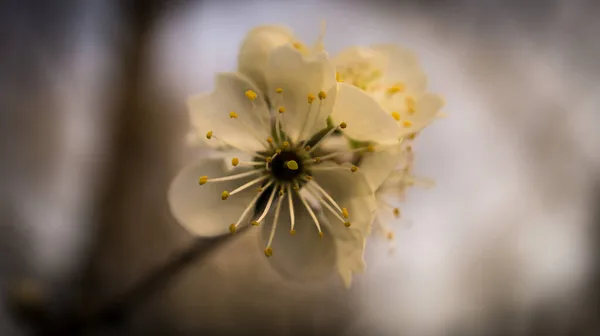 Körsbär Blommar Grenar Ett Körsbärsträd Drömska Ömtåliga Kronblad Som Blommar — Stockfoto