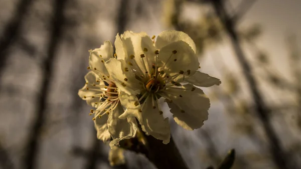 Flores Cereja Nos Ramos Uma Árvore Cereja Pétalas Sonhadoras Delicadas — Fotografia de Stock