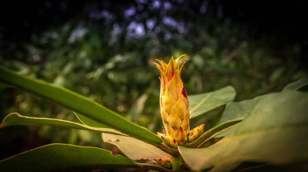 Perto Uma Flor Uma Bela Flor Tiro Único Detalhado Colorida — Fotografia de Stock