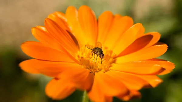 Nahaufnahme Einer Blüte Einer Schönen Blume Detaillierter Einzelschuss Bunt Und — Stockfoto