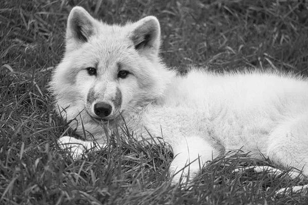 Νεαρός Λευκός Λύκος Μαύρο Άσπρο Που Πάρθηκε Στο Πάρκο Λύκων — Φωτογραφία Αρχείου