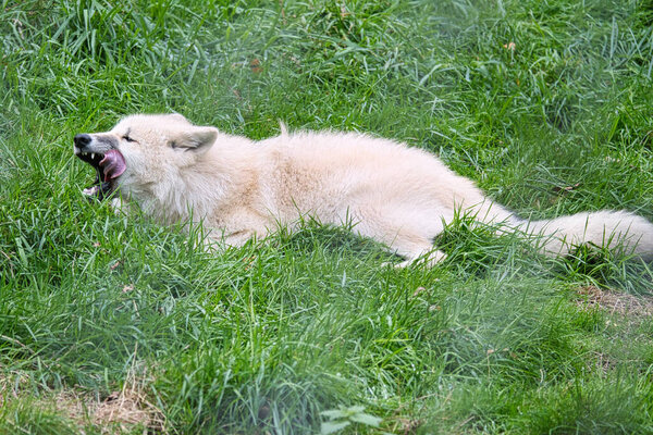 Young white wolf from the wolf park Werner Freund. The wolf park is located in Merzig in Saarland, here the predators can be observed.