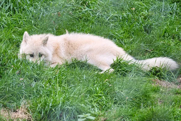 Jeune Loup Blanc Parc Loups Werner Freund Parc Des Loups — Photo