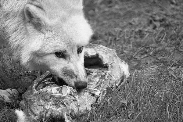 給餌中にウルフスパーク ヴェルナー フレンドで撮影された黒い白の若い白いオオカミ オオカミ公園はサールラント州のメルツィヒにあり 捕食者を観察することができます — ストック写真
