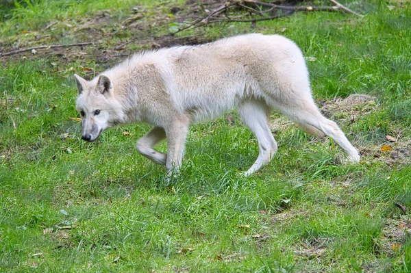 Joven Lobo Blanco Del Parque Lobos Werner Freund Parque Del —  Fotos de Stock