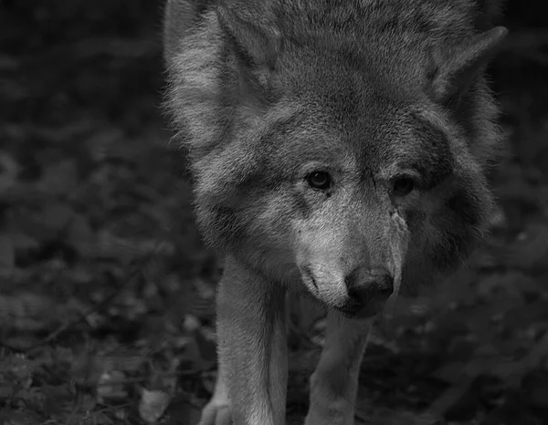 Lobo Siberiano Fotografia Preto Branco Retrato Predador Tomado Merzig Saarland — Fotografia de Stock