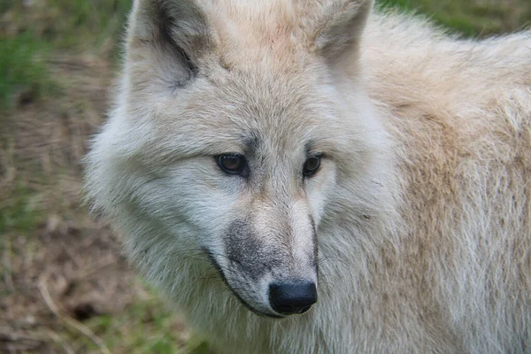 Junger Weißer Wolf Aus Dem Wolfspark Werner Freund Der Wolfspark — Stockfoto