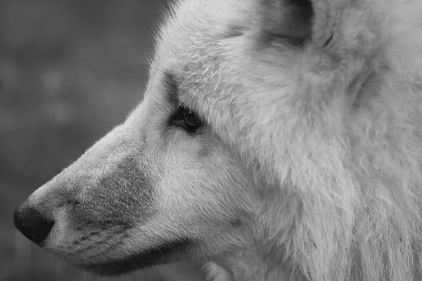 Молодой Белый Волк Черно Белом Снятый Волчьем Парке Вернер Фройнд — стоковое фото