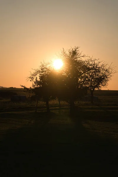 Дерево Лугу Заходит Солнце Жаждущее Поле Краю Леса — стоковое фото