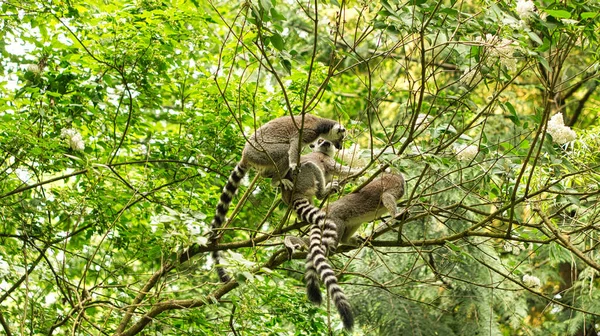 Eine Maki Gruppe Spielt Baum Gibt Auch Eine Mutter Mit — Stockfoto