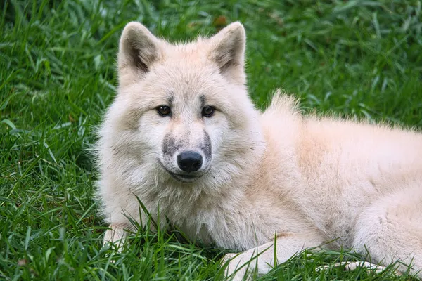 Young White Wolf Wolf Park Werner Freund Wolf Park Located — Stock Photo, Image