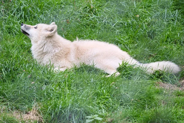 Junger Weißer Wolf Aus Dem Wolfspark Werner Freund Der Wolfspark — Stockfoto