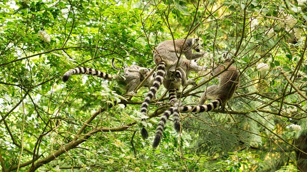 Eine Maki Gruppe Spielt Baum Gibt Auch Eine Mutter Mit — Stockfoto