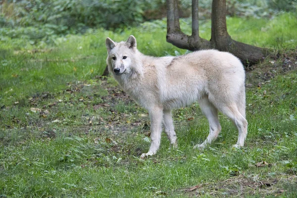 Young White Wolf Wolf Park Werner Freund Wolf Park Located Royalty Free Stock Photos