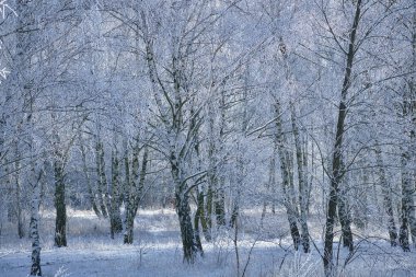 Berlin 'in varoşlarındaki karlı huş ağaçları. Buz dallarda buz kristalleri oluşturur. Temiz, soğuk hava ve yürürken güneş ışınları.