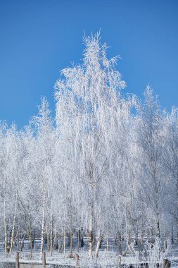 Berlin 'in varoşlarındaki karlı huş ağaçları. Buz dallarda buz kristalleri oluşturur. Temiz, soğuk hava ve yürürken güneş ışınları.