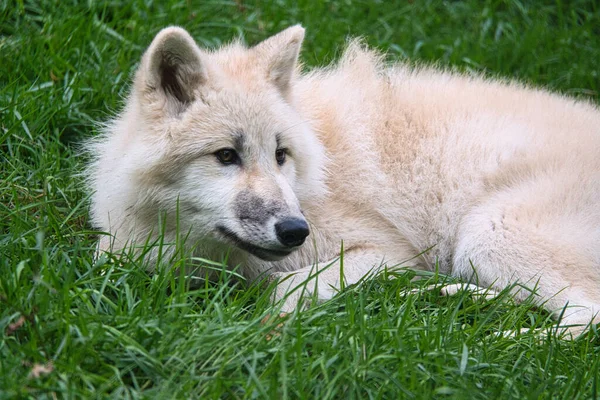 Young White Wolf Wolf Park Werner Freund Wolf Park Located — Stock Photo, Image