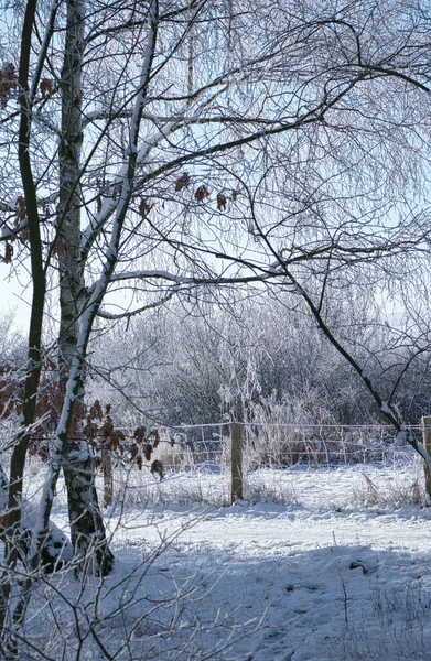 ベルリン郊外の雪に覆われた白樺林 霜は枝に氷の結晶を形成する 歩いている間に澄んで冷たい空気と太陽の光 — ストック写真