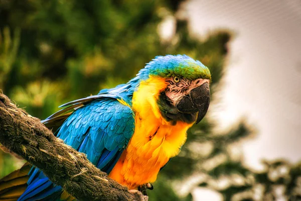 Die Papageienart Ara Ist Vom Aussterben Bedroht Bunte Vögel Porträt — Stockfoto