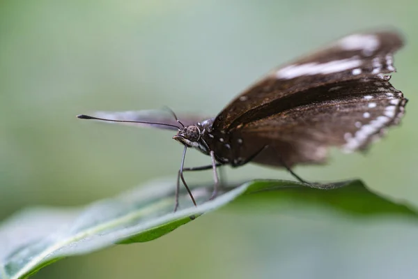 Borboleta Exótica Uma Folha Borboleta Delicada Colorida Asa Colorida Interessante — Fotografia de Stock