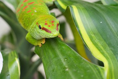 Zümrüt yeşili kertenkele ve güzel yumuşak yırtıcı. Böcekleri avlar. Tropikal iklime sahip olması gereken teraryumlarda da saklanır..