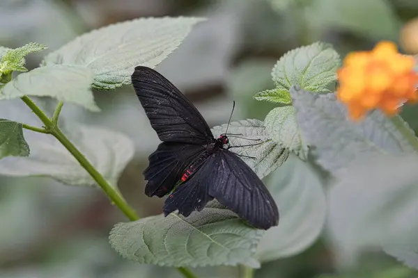 Exotic Butterfly Leaf Delicate Colorful Butterfly Colorful Wing Interesting Close — Stock Photo, Image