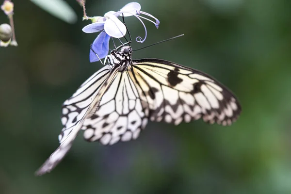 Papillon Exotique Sur Une Fleur Buvant Nectar Papillon Délicat Coloré — Photo