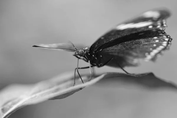 叶子上的奇特蝴蝶 一只精致的蝴蝶 白纸黑字地拍着 多彩的翅膀和有趣的特写与许多细节 — 图库照片