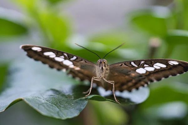 Exotic Butterfly Leaf Delicate Colorful Butterfly Colorful Wing Interesting Close — Stock Photo, Image