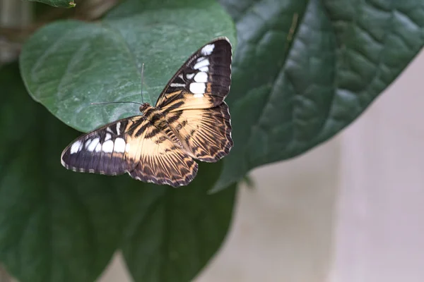 Exotic Butterfly Leaf Delicate Colorful Butterfly Colorful Wing Interesting Close — Stock Photo, Image