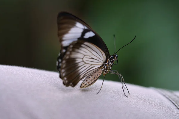 叶子上的奇特蝴蝶 精致多彩的蝴蝶 多彩的翅膀和有趣的特写与许多细节 — 图库照片