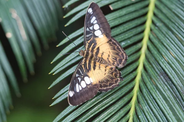 Exotiska Fjärilar Ett Löv Delikat Och Färgstark Fjäril Färgglad Flygel — Stockfoto