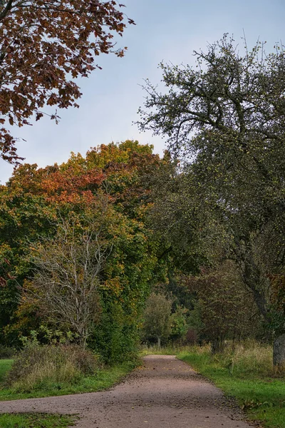Саарландських Лісах Восени Виглядають Луки Поодинокі Дерева Фабінпрахт Самотній Мир — стокове фото