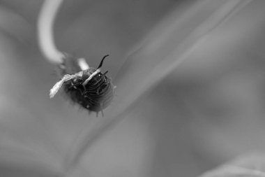 Tırtıl yaprakla besleniyor. Tek bir hayvan yaklaşıyor. Çok sayıda olduklarında, çok zararlı olurlar..