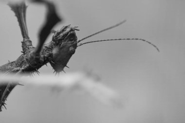 Peygamber devesinin başı, dalda pusuya yatmış. Gözlemlenebilen ilginç böcekler.