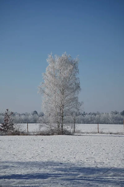 Verschneiter Birkenwald Stadtrand Von Berlin Frost Bildet Eiskristalle Den Ästen — Stockfoto