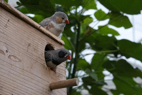 Zebra finch pair on a bird house. small colorful songbirds. Beautifully detailed drawings in the plumage.