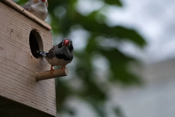 Par Pinzones Cebra Una Casa Pájaros Pequeños Pájaros Cantores Colores —  Fotos de Stock
