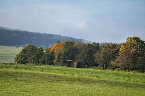 Dans Les Forêts Sarre Les Prairies Les Arbres Solitaires Automne — Photo