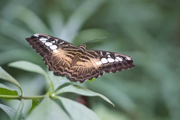 Exotic Butterfly Leaf Delicate Colorful Butterfly Colorful Wing Interesting Close — Stock Photo, Image