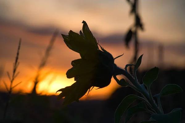 夕暮れ時のひまわり畑 開花の終わりと収穫の準備 — ストック写真