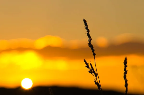 Закат Солнца Окраине Берлина Растения Силуэт Переднем Плане Романтическое Вечернее — стоковое фото