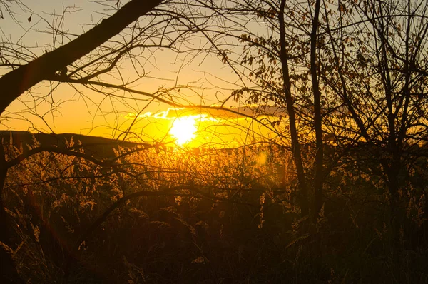 Sonnenuntergang Stadtrand Von Berlin Die Sonne Scheint Durch Die Bäume — Stockfoto